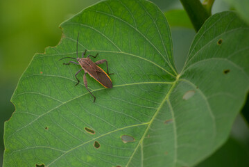 Amorbus obscuricornis, A bug that feeds on the sap from young shoots plant