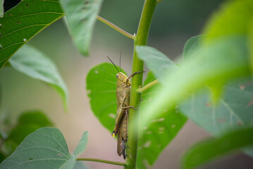 Yellow grasshopper, Locusta migratoria on a shoot