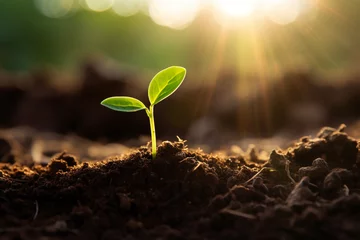 Fotobehang 持続可能な未来をイメージした新芽と太陽光 © Kinapi