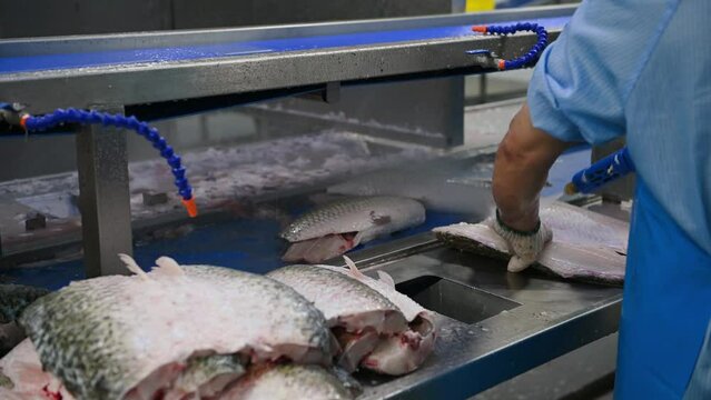 worker cleaning raw fish in a factory