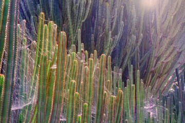 Euphorbia canariensis in the cacti parc in Las Palmas de Gran Canaria, Canary Islands.