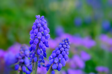 Tender blue muscari flowers in Bad Pyrmont, Germany, closeup.
