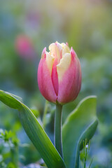 Beautiful scarlet tulip on a blurred background, closeup of a red tulip flower with selective...