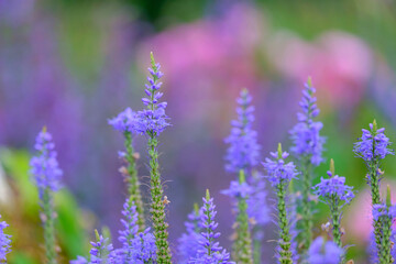 Veronica longifolia blauriesin or speedwells blue flowers selective focus.