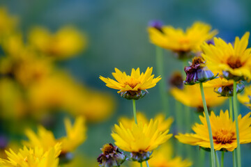 Beautifil yellow sunray tickseed, coreopsis grandiflora sunray flowers in Bad Pyrmont rural area