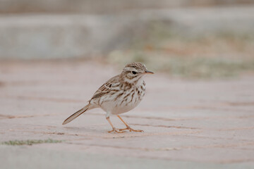 Berthelot's Pipit (Anthus berthelotii) on the Canary island Fuerteventura, Spain.
