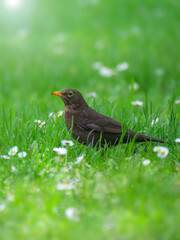 Fieldfare or turdus pilaris sitting on green grass.
