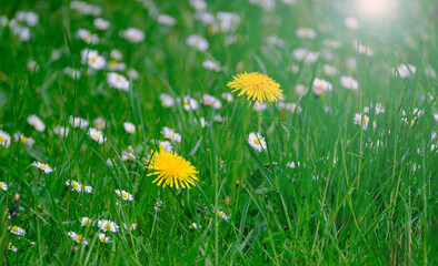 Blooming yellow dandelion flowers or taraxacum officinale in green grass in spring.