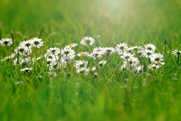 Little white and a bit pink Daisies or Bellis perennis flowers in green grass on a sunny spring meadow, macro of daisies, beautiful outdoor floral background photographed with selective focus © Elena Krivorotova