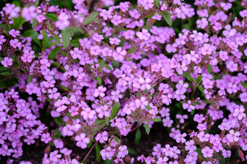 Fototapeta premium Rock soapwort flowers, saponaria ocymoides, can be used as natural background of pink flowers and green leaves.