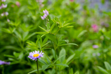 wild daisys along the meadow path of the Castle Crest Wildflower Trail in Crater Lake National Park. 