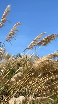 Flores secas de Cortadera Selloana  en el campo, video vertical 