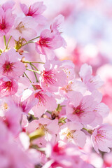 春先に咲くピンクの可愛い桃の花