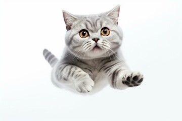 American shorthair cat jumping on a white background. Generative AI
