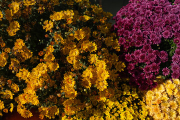 Autum mums, chrysanthemums closeup in sunny day. Beautiful autumn decor