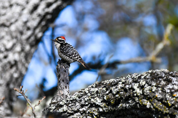 Beautiful birds in natural arroundings