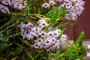 Orquídea olho de boneca  (Dendrobium nobile). Flores.