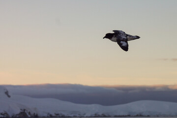 Cape Petrel Flying During Sunset