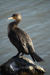 Beautiful birds in natural arroundings