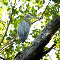 Beautiful birds in natural arroundings