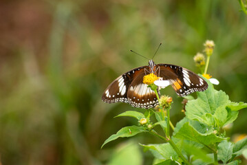 Hypolimnas bolina, the great eggfly, common eggfly, varied eggfly, or the blue moon butterfly, is a species of nymphalid butterfly found in Java, Indonesia