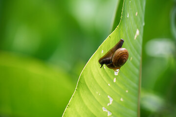 A little snail clings to a small tree trunk after rain.