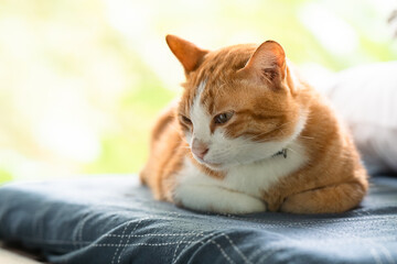 Front view of an orange cat lying on a cushion.