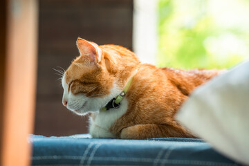 Side view of an orange cat lying on a cushion with eyes closed.