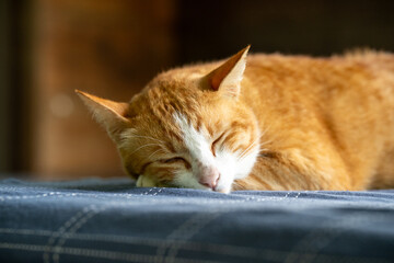Front view of an orange cat sleeping on a cushion.