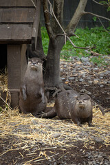 Otter in a Treehouse and Straw