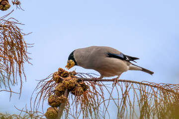 Beautiful Chinese Grosbeak sitting on branch and eating food