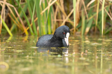 Close-up of a swimming eurasian coot