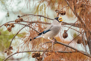 Beautiful Chinese Grosbeak sitting on branch and eating food