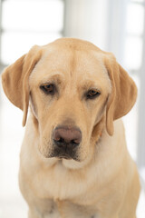 A yellow eight-month old labrador retriever looking a bit sad.