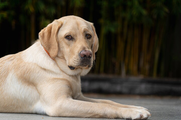 A yellow eight-month old labrador retriever in the backyard.