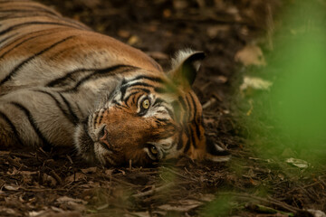 A tigress lying on the forest floor of zone no. 2 at Ranthambore National Park, Rajasthan, India - obrazy, fototapety, plakaty