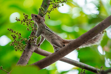 squirrel