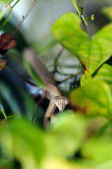 草葉の間から顔を覗かせる茶と緑のオオカマキリ（自然光・マクロレンズ接写）
