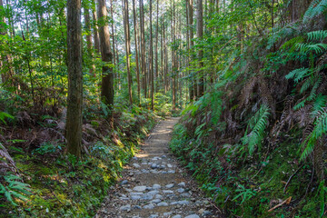 シダと杉林の熊野古道　水呑王子－伏拝王子間（和歌山県田辺市本宮町）