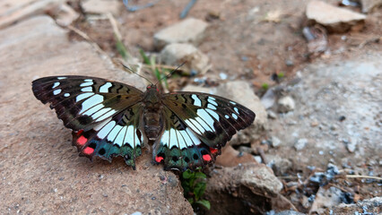 Beautiful pattern butterfly wings