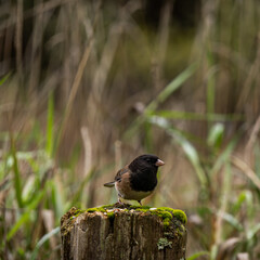 Dark-eyed Junco bird