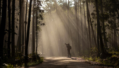 Photographer is taking photo while exploring in the pine forest for with strong ray of sun light inside the misty pine forest for photography and silhouette image - Powered by Adobe
