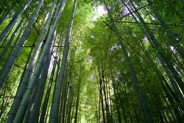 Bamboo grove at Hokokuji Temple in Kamakura