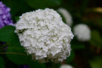 Close-up of white hydrangea in early summer