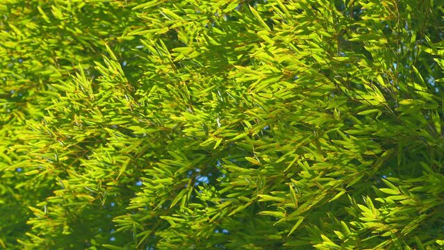 Bamboo Tree With Sky Background. Spring Bamboo Grove. Green Bamboo Leaves With Blue Sky In The Background. Still.
