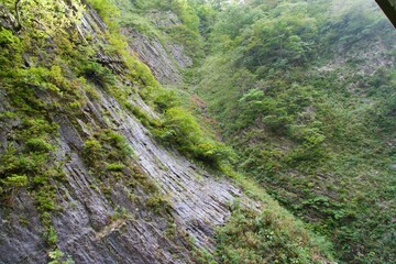 Scenery of rock surface and plants in Kiyotsu Gorge