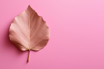 Autumn dried leaf on a pink background with copy space