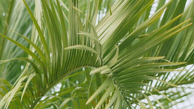Palm Leaves Background. Palm Frond In Sunlight. Tropical Vegetation Background. Close up.