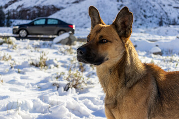 german shepherd dog