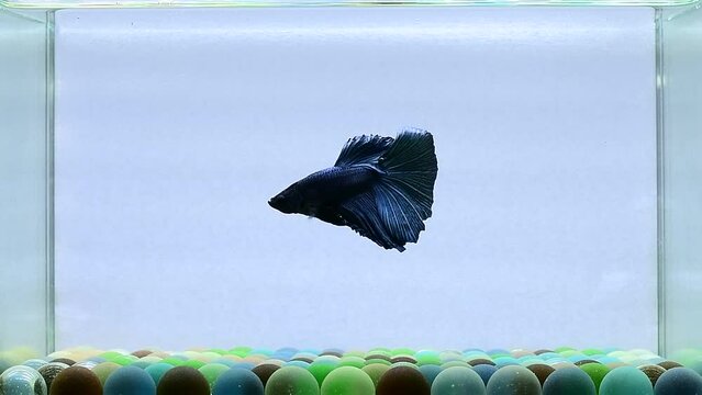 Betta fish Fancy Blue Devil Halfmoon long tail from Thailand, Siamese fighting fish on isolated Blue background.
